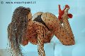 Foto Tentazioni Hot Trans Benevento Alessandra Fogaca 3447995574 - 28