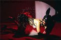 Foto Tentazioni Hot Trans Modena Vanessa Hilton 3245846577 - 132