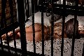 Foto Tentazioni Hot Transescort Parma Bruna Xxl 3295914684 - 55