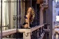 Foto Tentazioni Hot Transescort San Gallo Rayca 3485638746 - 236